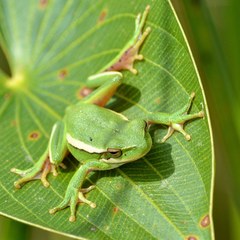 Montevideo Tree Frog photo 5