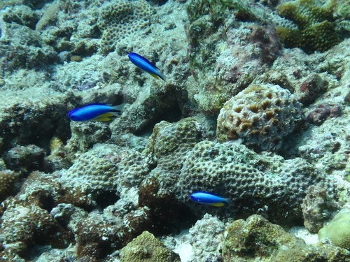 Andaman damsel (Pomacentrus alleni) — Pomacentridae