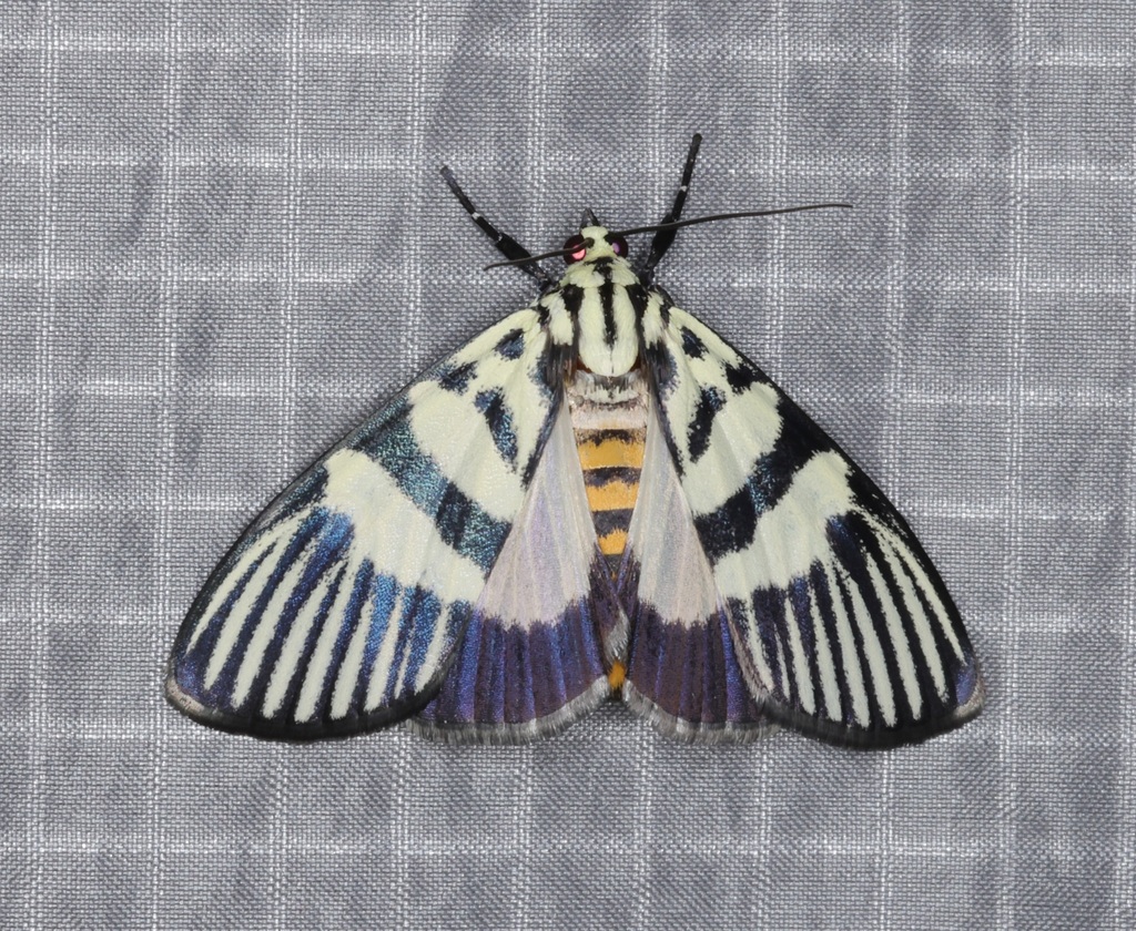 Heortia vitessoides