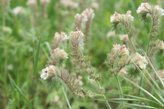 Phacelia cicutaria