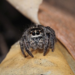 Pellenes tripunctatus