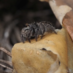 Pellenes tripunctatus