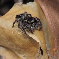 Pellenes tripunctatus