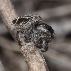 Pellenes tripunctatus