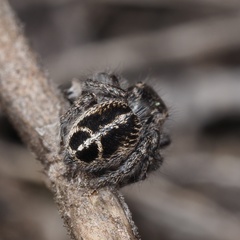 Pellenes tripunctatus