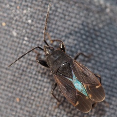 Eremocoris plebejus