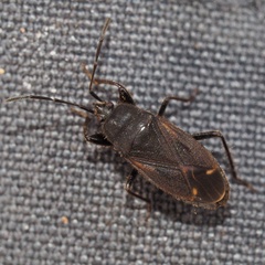 Eremocoris plebejus