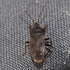 Eremocoris plebejus