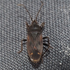 Eremocoris plebejus