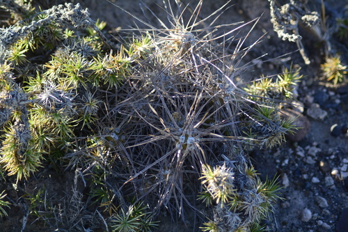 Maihueniopsis hickenii