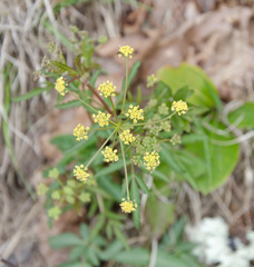 Zizia trifoliata