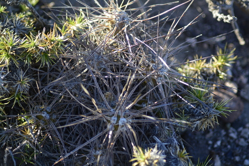 Maihueniopsis hickenii