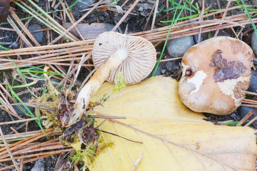 Hebeloma excedens
