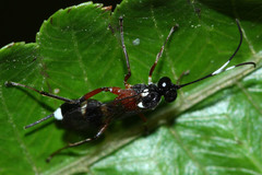 Goryphina