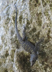 Hemicordylus capensis