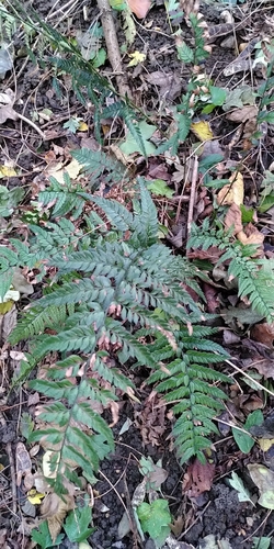 Polystichum tsus-simense iNat (3)