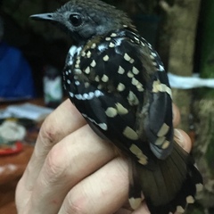 Hylophylax naevius