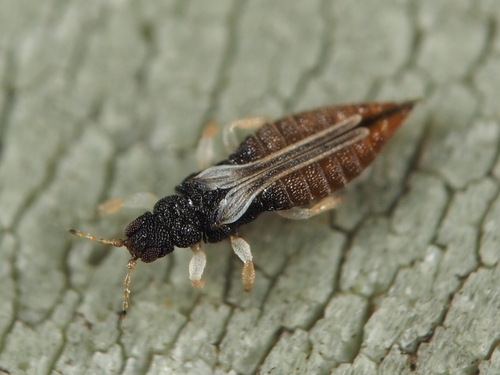 Greenhouse Thrips photo 5