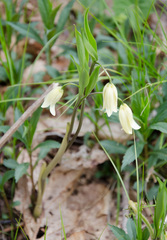 Uvularia puberula