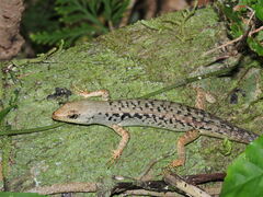 Medway's Emo Skink photo 1