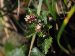 Nanocnide japonica