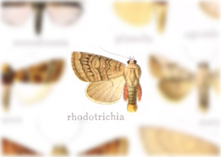 Hypotrix rhodotrichia