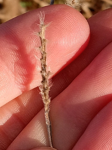Image of Eriochloa villosa by (c) Paul Roots, some rights reserved (CC BY)