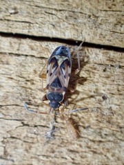 Scolopostethus affinis