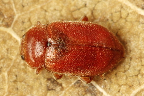Red Marsh Ladybird, photo 5 of 10