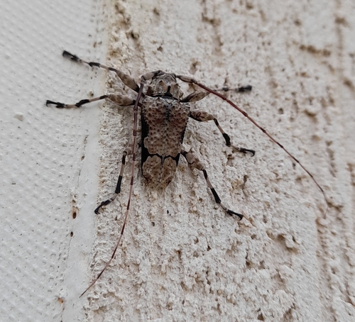 Oreodera glauca