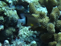 Plectroglyphidodon dickii