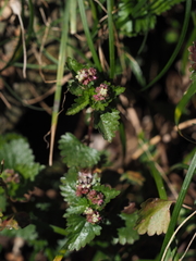 Nanocnide japonica