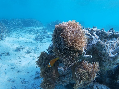 Blackfin Anemonefish — seen at this dive site