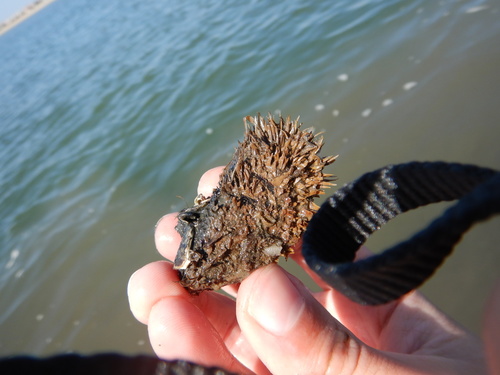 Modiolus barbatus