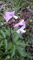 Cardamine quinquefolia