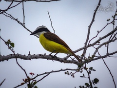 Pitangus sulphuratus