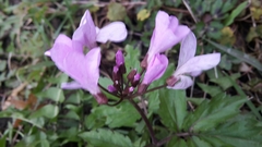 Cardamine quinquefolia