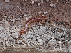 Lithobius