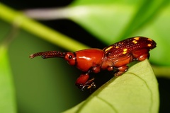 Agriorrhynchus