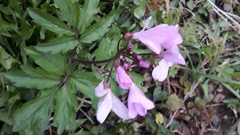 Cardamine quinquefolia