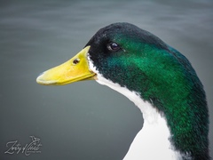 Anas platyrhynchos domesticus