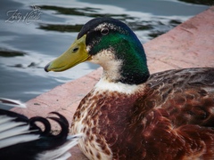 Anas platyrhynchos domesticus