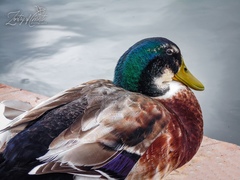 Anas platyrhynchos domesticus