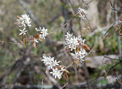 Amelanchier laevis