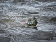 Trachemys scripta elegans
