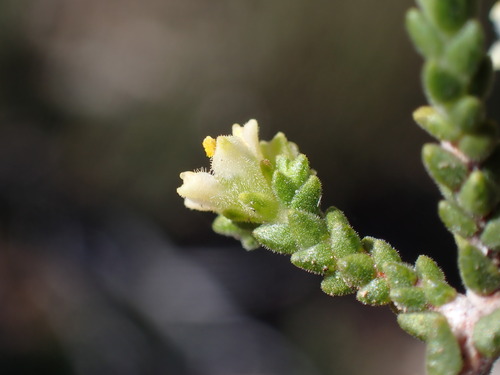 Image of Diosma apetala by (c) Ren Hoekstra, some rights reserved (CC BY)