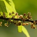 Debregeasia orientalis - Photo (c) wangleeping, algunos derechos reservados (CC BY-NC), uploaded by wangleeping
