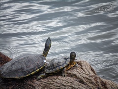 Trachemys scripta elegans