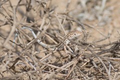 Acanthodactylus felicis