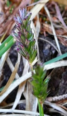 Sesleria albicans